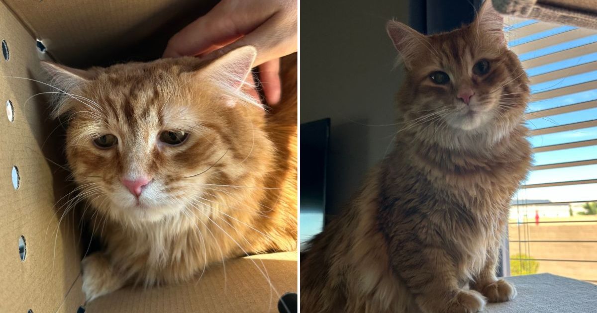 Man Adopts ‘Saddest’ Cat From Arizona Shelter to Heal After Pet’s