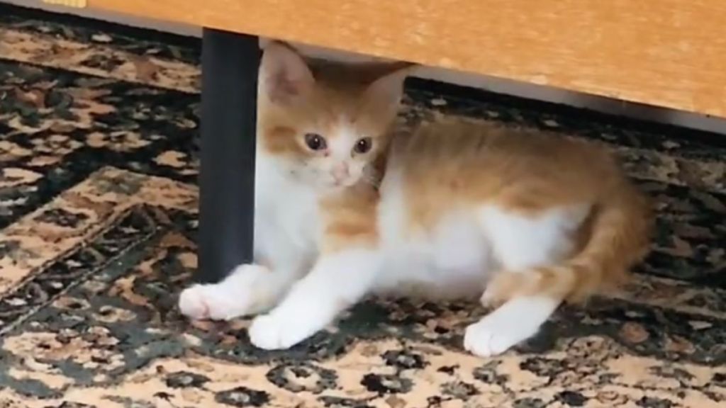 Orange cat playing with chair leg, one of the kittens who follow their foster dad like cute ducklings.