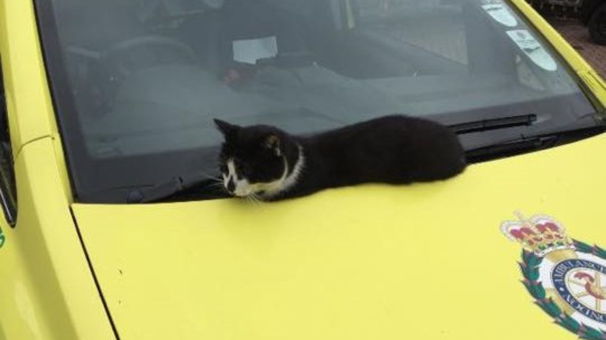 London Ambulance Station Cat Defib Saved From Eviction After 62K Sign