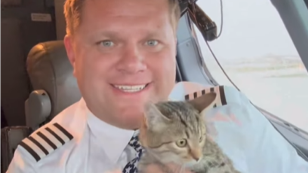 pilot adopts kitten after flying it along with other shelter animals to safety from hurricanes