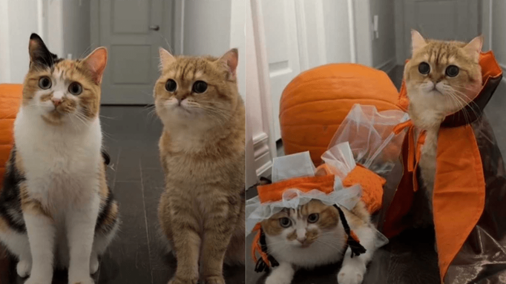 cats posing in their adorable Halloween costumes