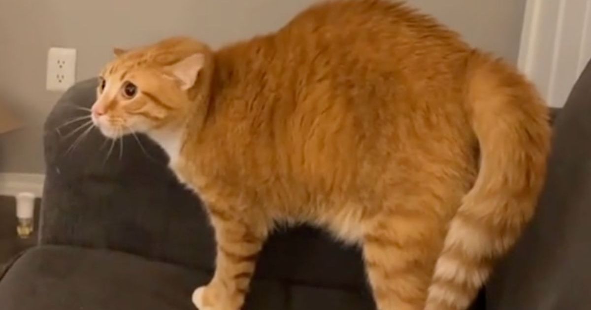 Cat Dad’s Halloween Costume Is Met With Hilarious Disapproval From His ...