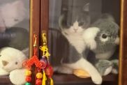 cat stuffed animal video