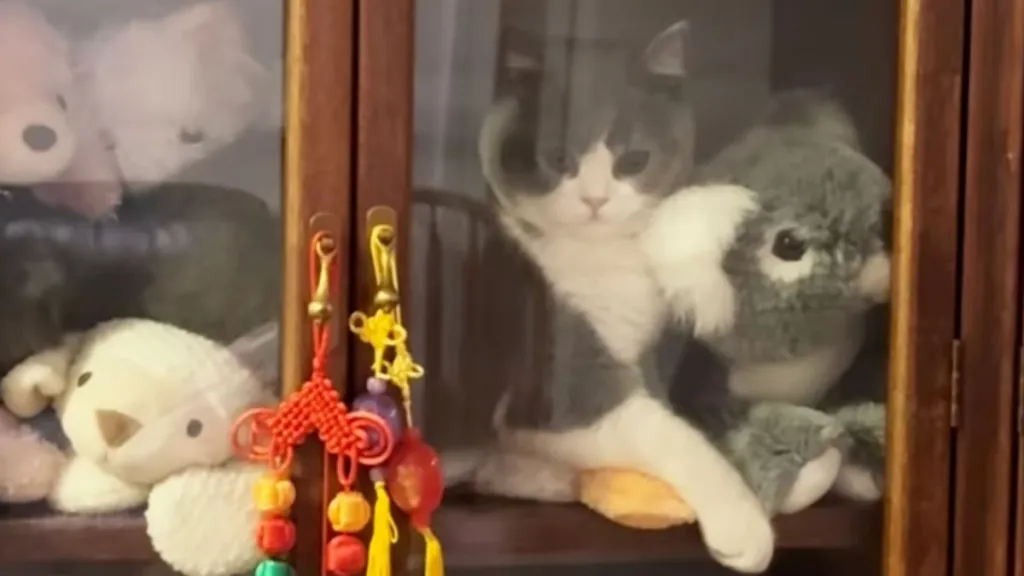 cat stuffed animal video