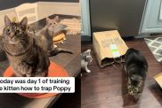 Cats playing with a paper bag in a TikTok video.