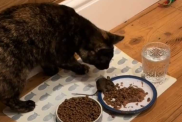 cat invites mouse over dinner