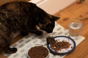 cat invites mouse over dinner