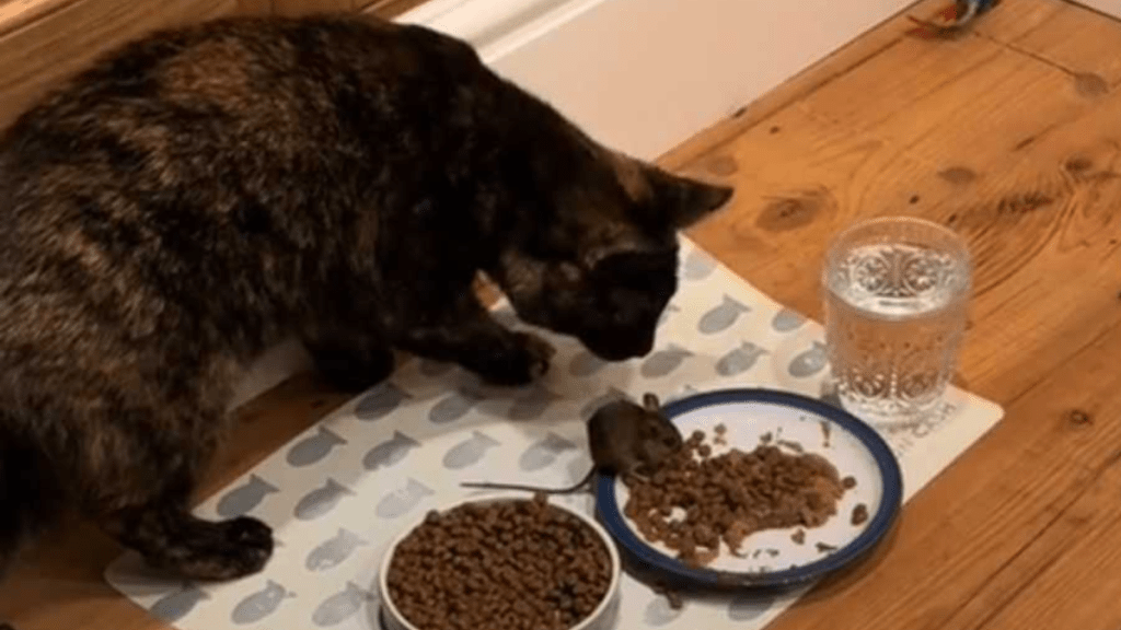 cat invites mouse over dinner