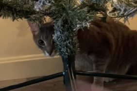 Cat under a Christmas tree