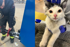 cat rescued