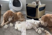 Video of cat trusting dog with her babies.