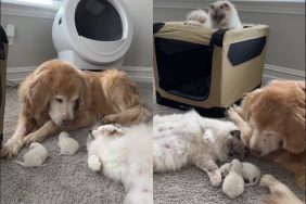 Video of cat trusting dog with her babies.