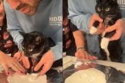 Video of cat making its paw print.