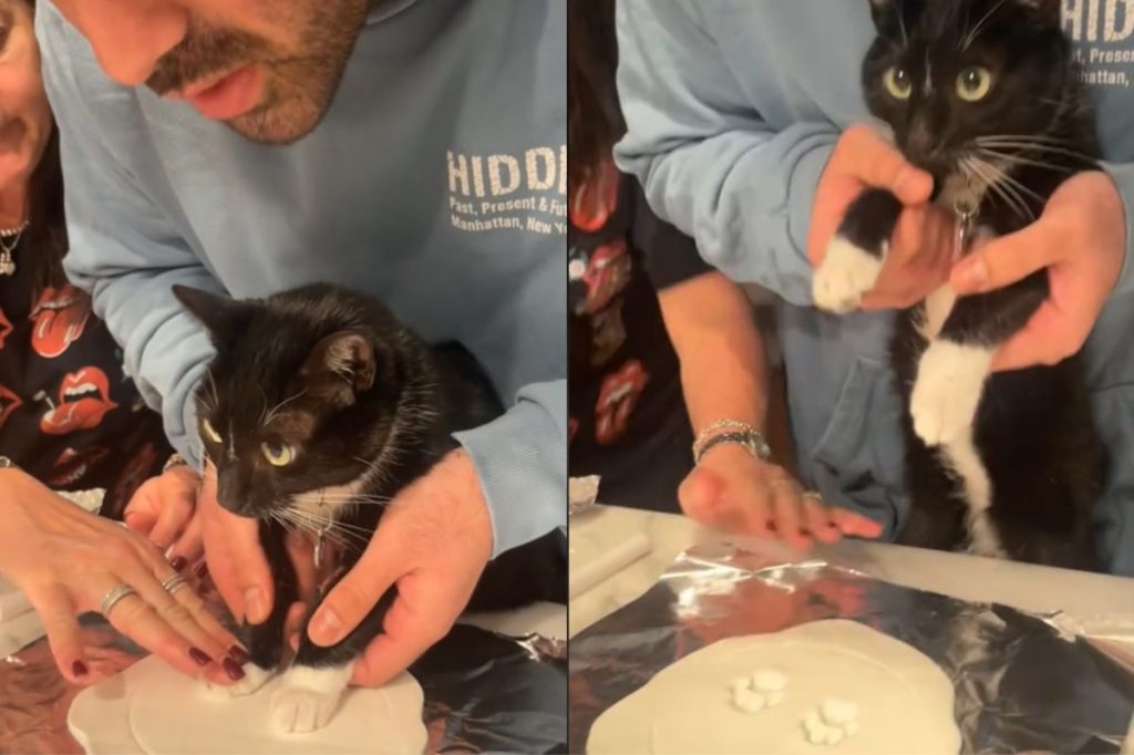 Video of cat making its paw print.