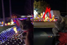 Adorable cat’s reaction on seeing Christmas lights captured in video.