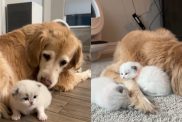 Video of kittens warming up to senior dog.