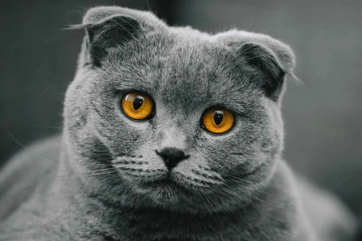 Scottish Fold Cat Breed Information & Characteristics