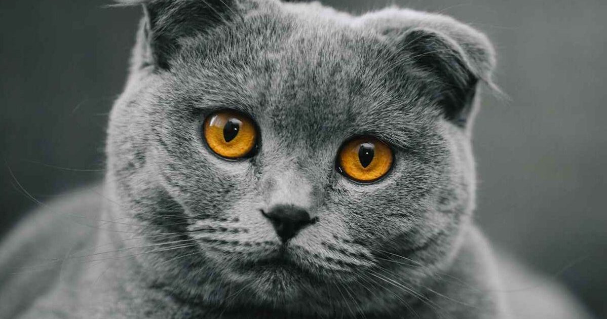 A grey Scottish Fold with piercing amber eyes looks into the camera from a grey couch.