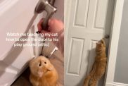 Video of cat opening door.