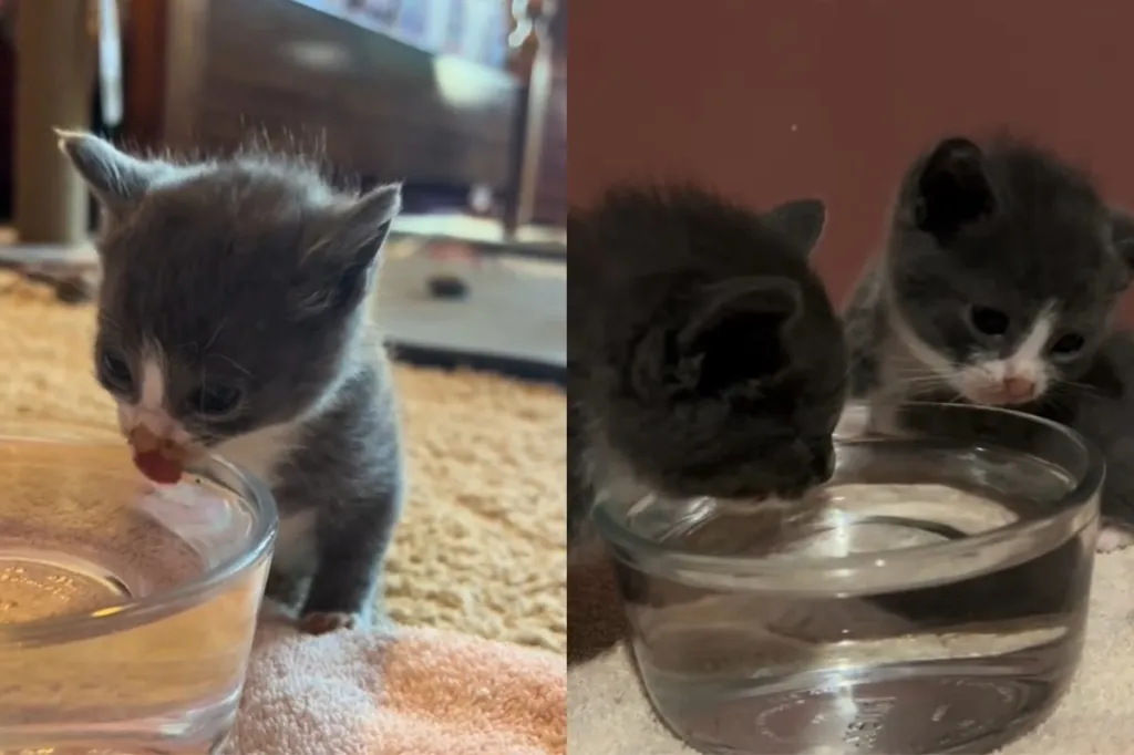 Video of kitten drinking water.