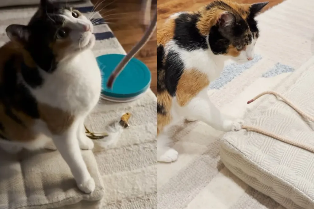 Video of cat’s playtime with string.