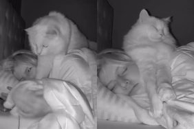 Video of cat approaching sleeping owner for cuddles.