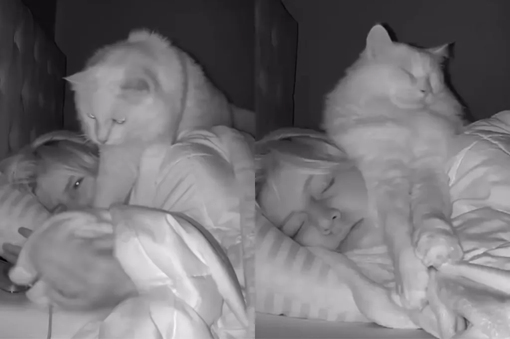 Video of cat approaching sleeping owner for cuddles.