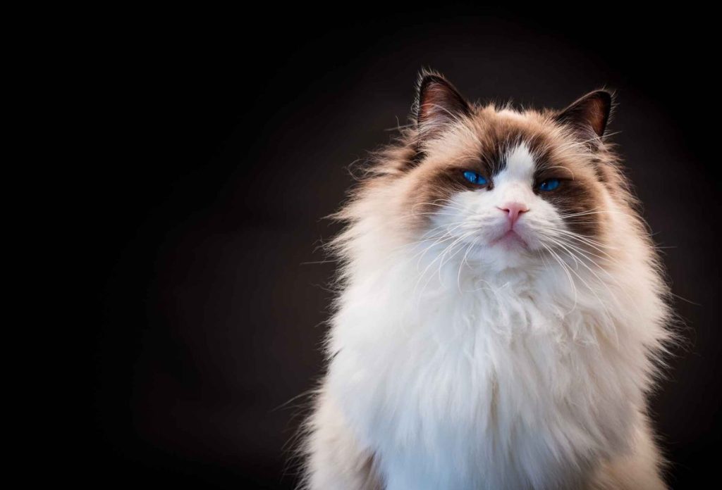 A Ragdoll cat sits against a black background