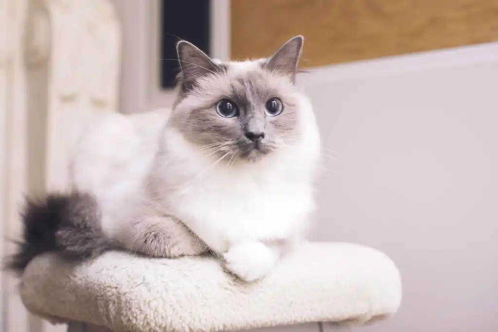 A seal and cream colored Ragdoll cat sits on a white fleece cat tree.