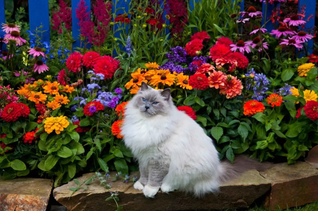 A large fluffy Ragdoll cat sits on a stone ledge of a garden with brightly colored flowers behind.