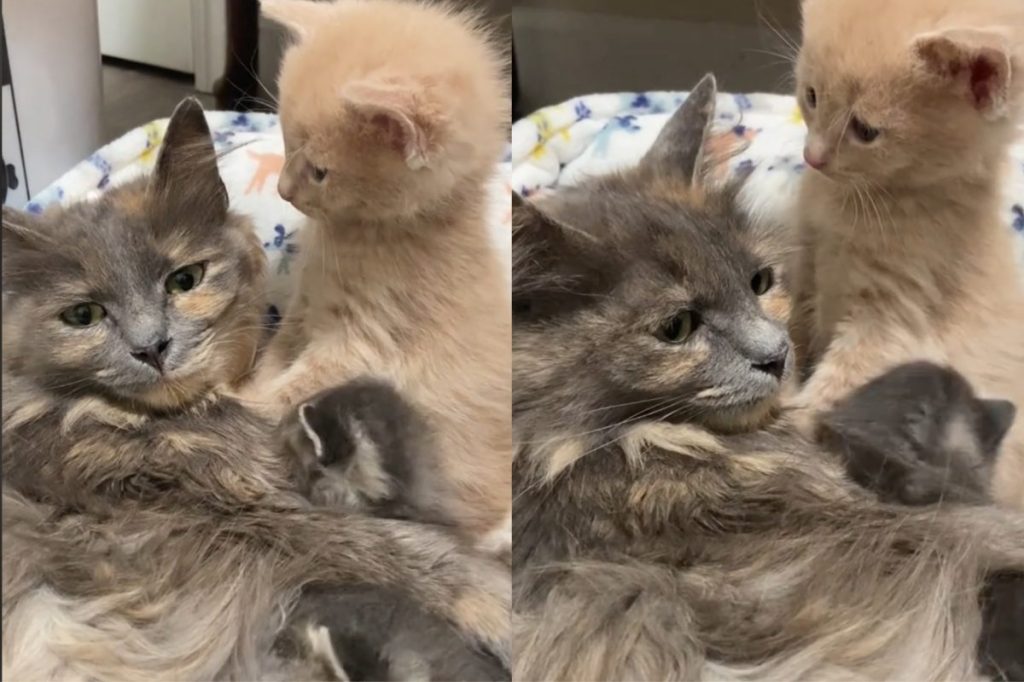 Video of kitten looking at mom cat.