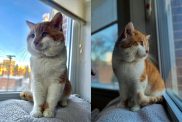 Adopted stray cat goes viral for his huge cheeks.