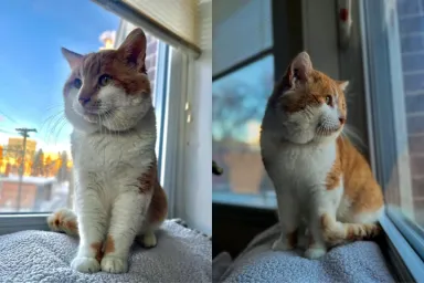 Adopted stray cat goes viral for his huge cheeks.