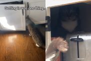 Video of cat getting alone time.