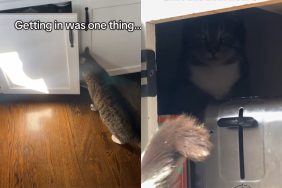 Video of cat getting alone time.