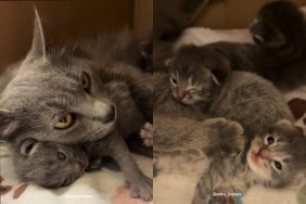 Video of mama cat at foster home.