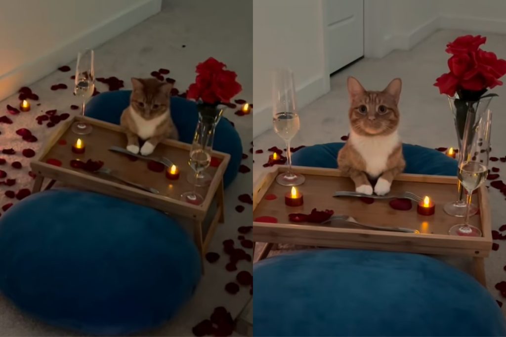 Video of cat waiting for date