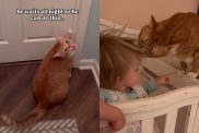 Video of cat and baby.