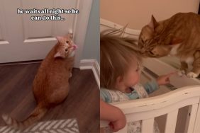 Video of cat and baby.