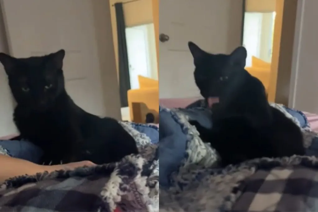 Video of sassy cat.