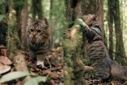 Video of cat exploring the wild like Nat Geo.