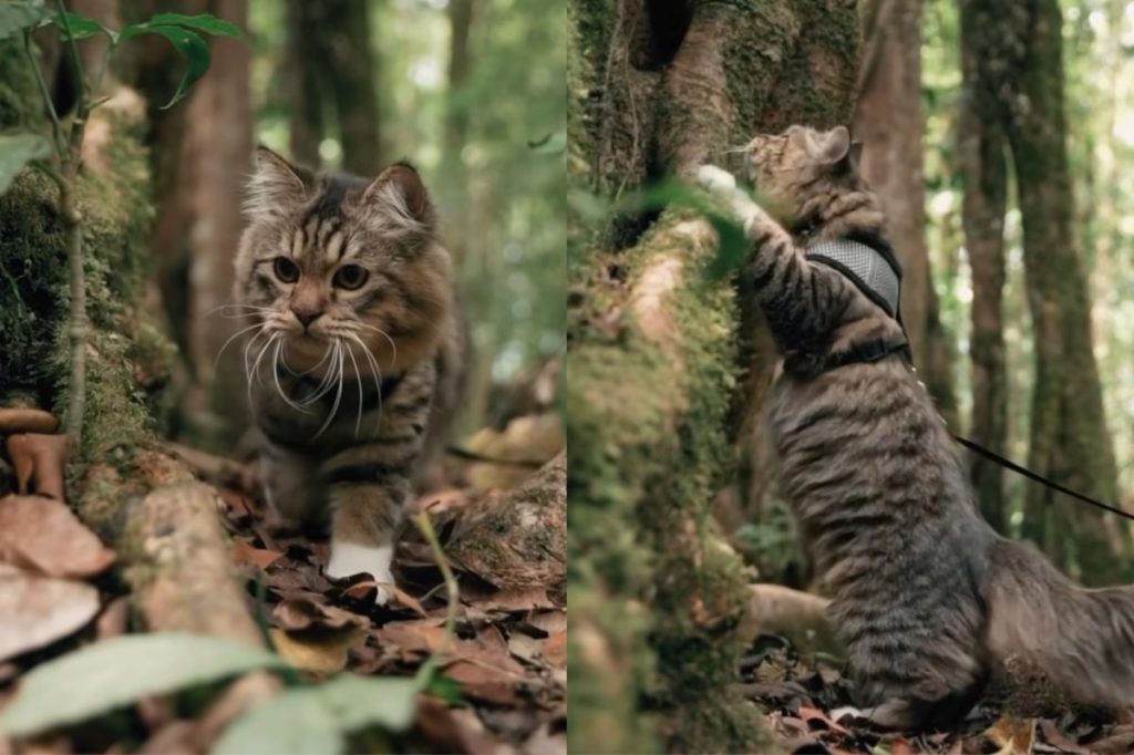 Video of cat exploring the wild like Nat Geo.