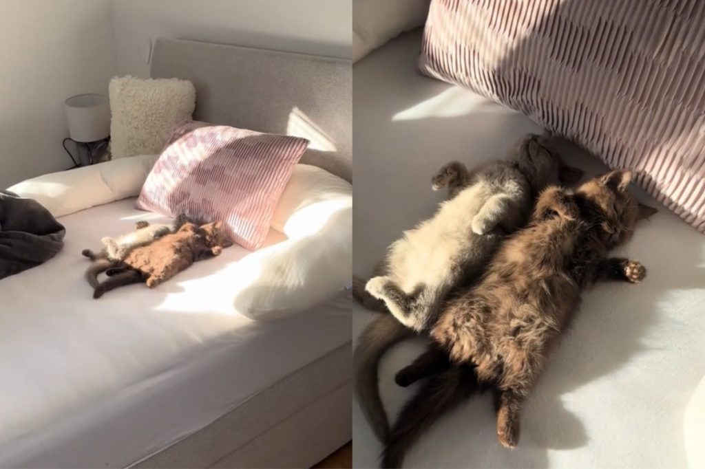 Video of kittens sleeping in the sun.