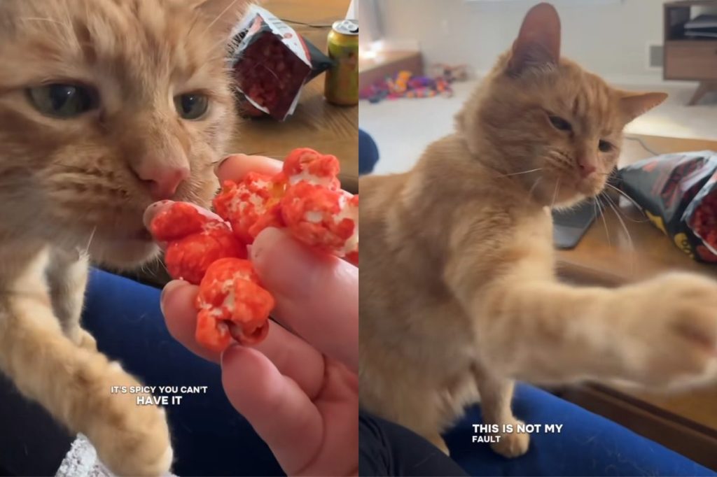 Video of cat trying Cheetos.