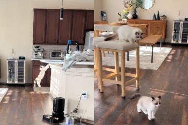 Cat trying to jump on kitchen counter.