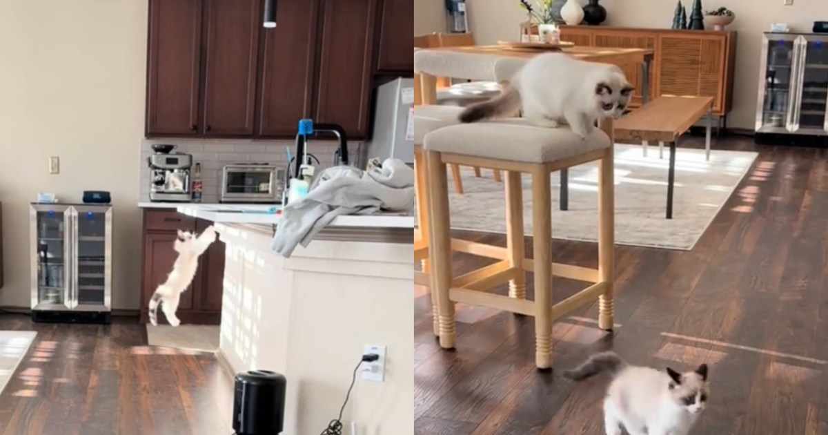 Video of Cat Failing To Jump on the Kitchen Counter Goes Viral