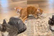 Video of kitten’s sneak attack on cat.