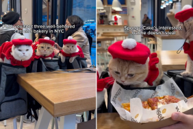 cats video