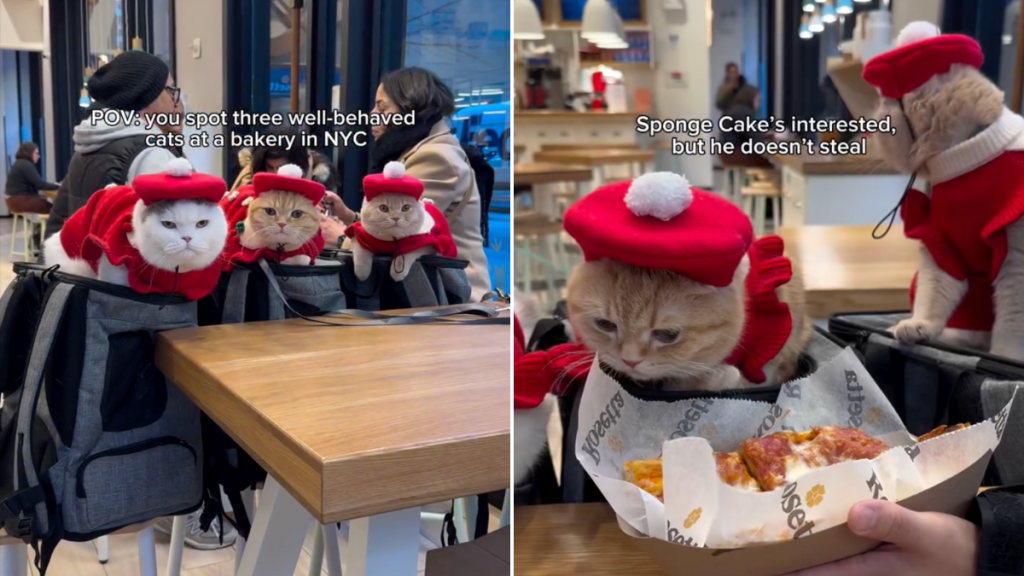 cats video