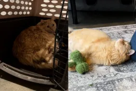 Cat adoption video